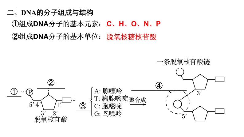 第17讲  DNA的结构、复制和基因的本质-备战2025年高考生物一轮复习精优课件08