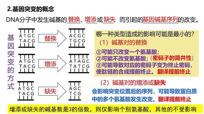 第19讲  基因突变和基因重组-备战2025年高考生物一轮复习精优课件07