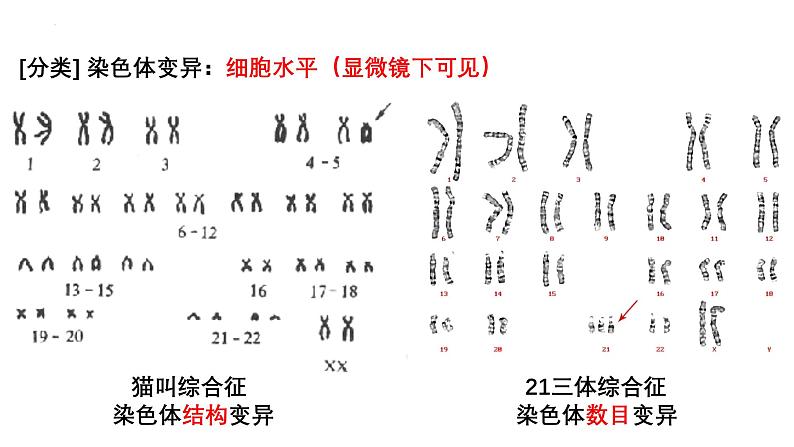 第20讲  染色体变异-备战2025年高考生物一轮复习精优课件第3页