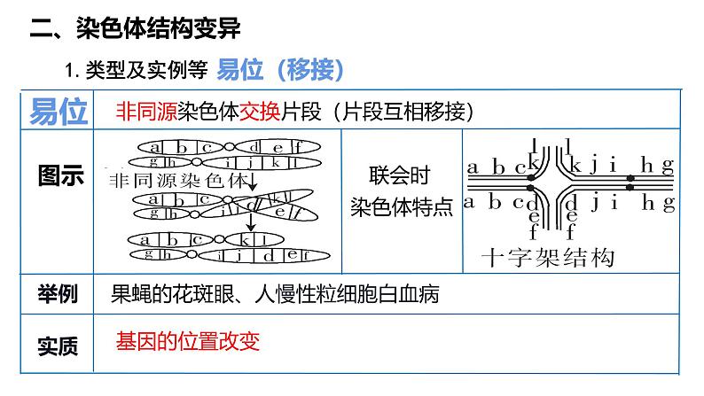 第20讲  染色体变异-备战2025年高考生物一轮复习精优课件第7页