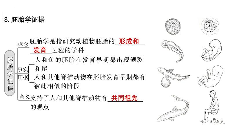 第21讲 生物进化-备战2025年高考生物一轮复习精优课件第5页