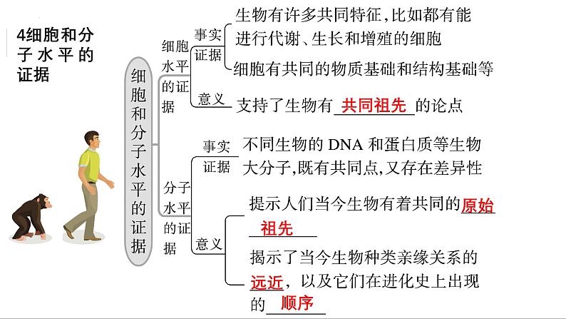 第21讲 生物进化-备战2025年高考生物一轮复习精优课件第6页