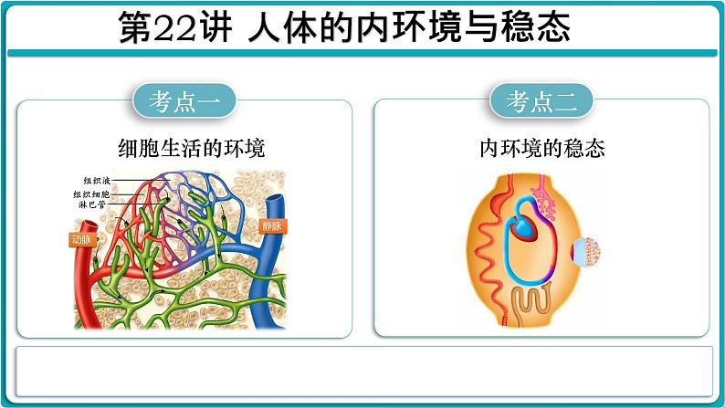 第22讲 人体的内环境与稳态-备战2025年高考生物一轮复习精优课件第1页