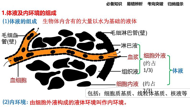 第22讲 人体的内环境与稳态-备战2025年高考生物一轮复习精优课件第3页