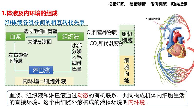 第22讲 人体的内环境与稳态-备战2025年高考生物一轮复习精优课件第5页