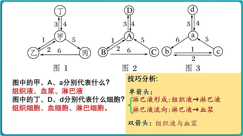 第22讲 人体的内环境与稳态-备战2025年高考生物一轮复习精优课件第6页