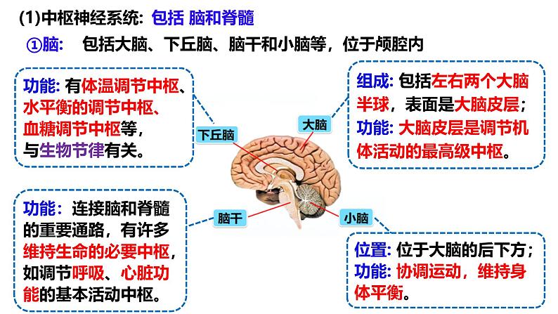 第23讲  神经调节-备战2025年高考生物一轮复习精优课件03