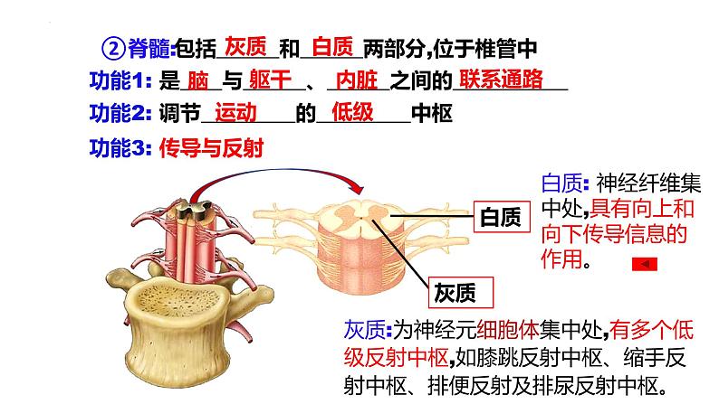 第23讲  神经调节-备战2025年高考生物一轮复习精优课件05