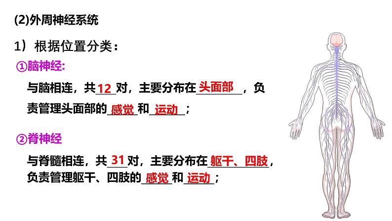 第23讲  神经调节-备战2025年高考生物一轮复习精优课件08