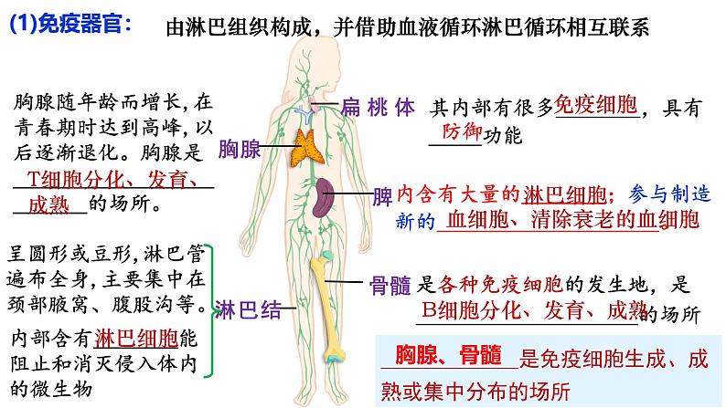 第25讲 免疫调节-备战2025年高考生物一轮复习精优课件04
