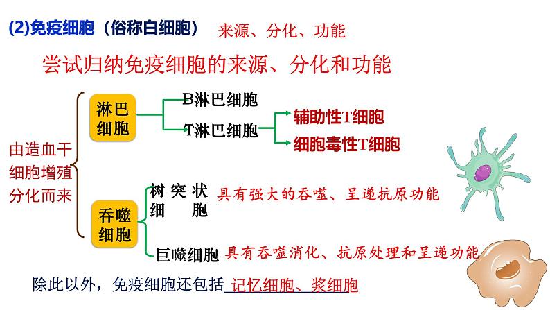 第25讲 免疫调节-备战2025年高考生物一轮复习精优课件05