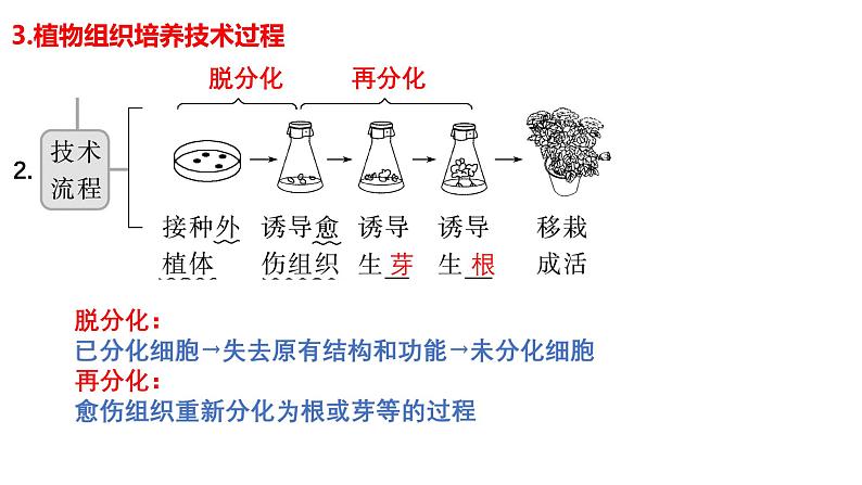 第33讲  植物细胞工程-备战2025年高考生物一轮复习精优课件05