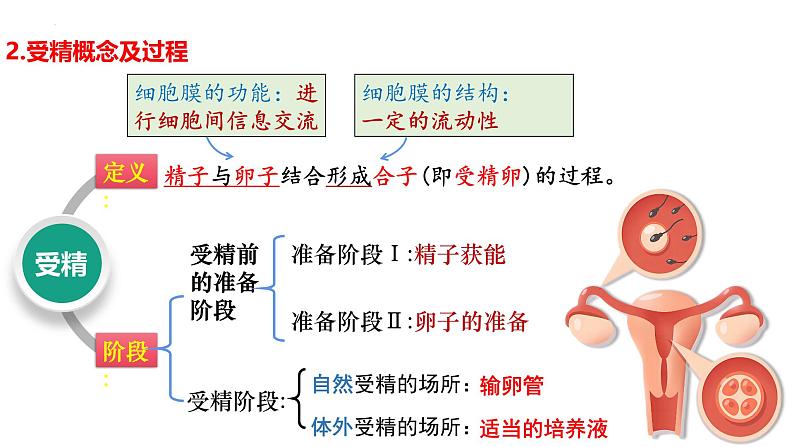 第35讲 胚胎工程-备战2025年高考生物一轮复习精优课件03