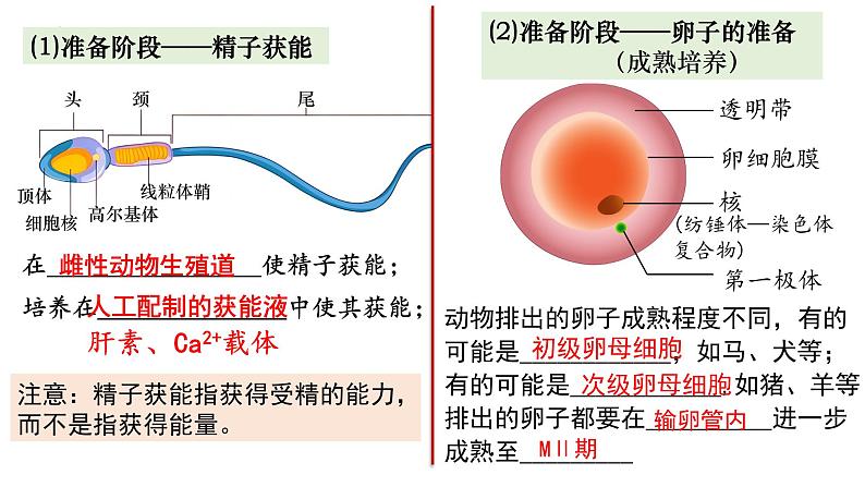 第35讲 胚胎工程-备战2025年高考生物一轮复习精优课件04