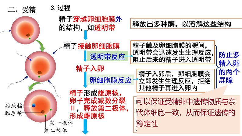 第35讲 胚胎工程-备战2025年高考生物一轮复习精优课件05