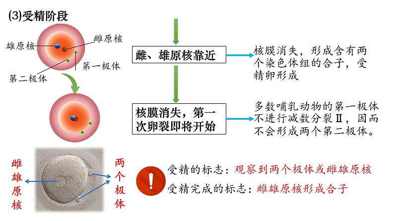 第35讲 胚胎工程-备战2025年高考生物一轮复习精优课件06