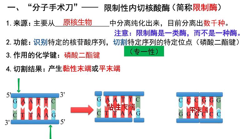 第36讲  基因工程、生物技术的安全性与伦理问题-备战2025年高考生物一轮复习精优课件07