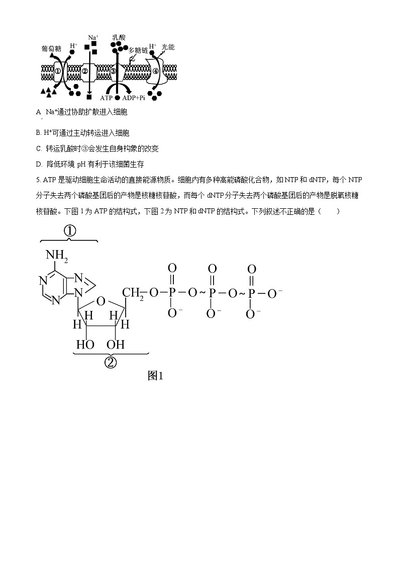 2024自治区锡林郭勒盟高一下学期7月期末考试生物含解析02