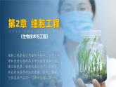 人教版2019高中生物选择性必修3课件2-1植物细胞工程第1课时(有限无水印版)