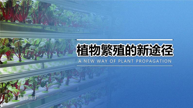 人教版2019高中生物选择性必修3课件2-1植物细胞工程第2课时(有限无水印版)第5页