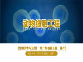 人教版2019高中生物选择性必修3课件2-2动物细胞工程第1课时(有限无水印版)