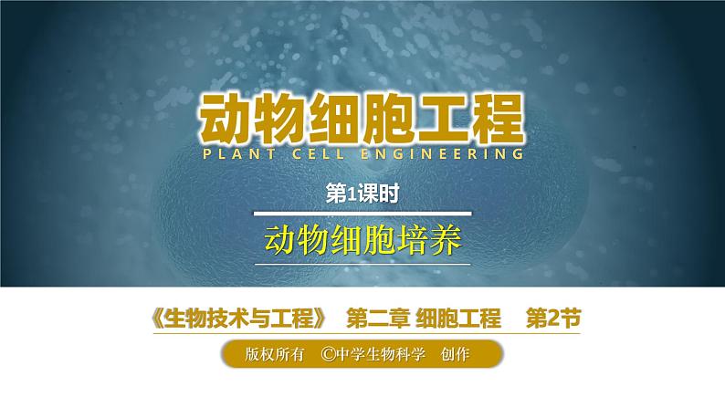 人教版2019高中生物选择性必修3课件2-2动物细胞工程第1课时(有限无水印版)04