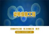 人教版2019高中生物选择性必修3课件2-2动物细胞工程第2课时(有限无水印版)