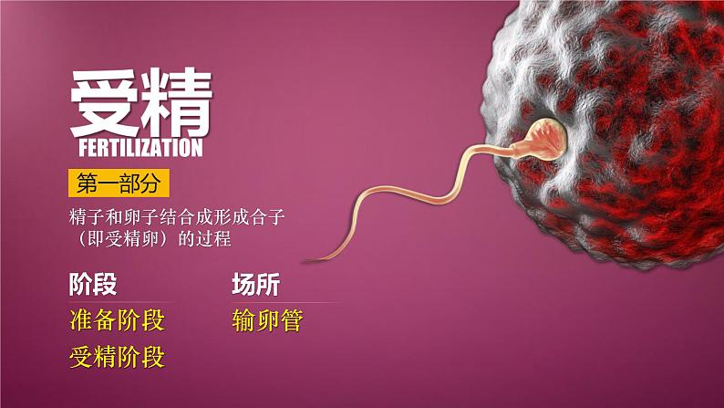 人教版2019高中生物选择性必修3课件2-3胚胎工程第1课时(有限无水印版)06