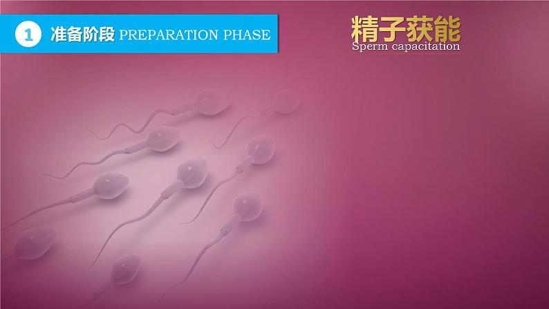 人教版2019高中生物选择性必修3课件2-3胚胎工程第1课时(有限无水印版)07