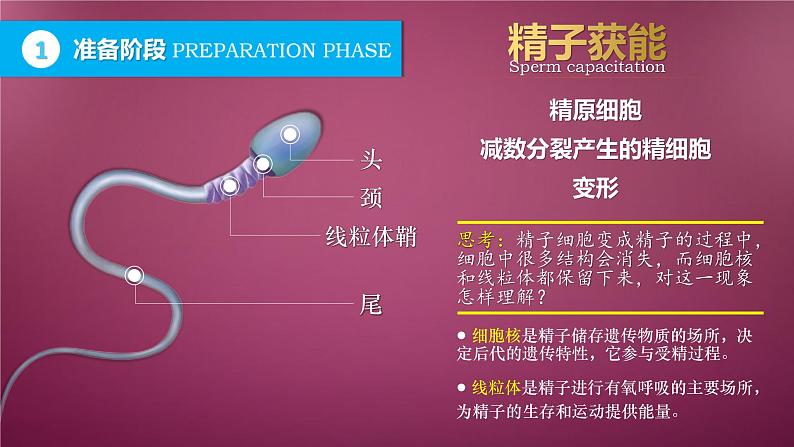 人教版2019高中生物选择性必修3课件2-3胚胎工程第1课时(有限无水印版)08