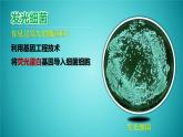 人教版2019高中生物选择性必修3课件3-4蛋白质工程的原理和应用(有限无水印版)