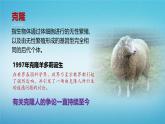 人教版2019高中生物选择性必修3课件4-2关注生殖性克隆人(有限无水印版)