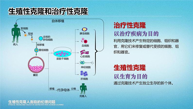 人教版2019高中生物选择性必修3课件4-2关注生殖性克隆人(有限无水印版)08