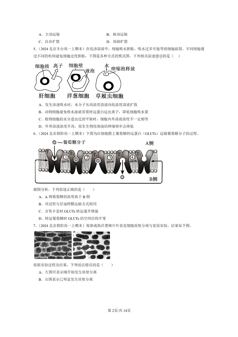 [生物]2024北京重点校高一上学期期末生物真题分类汇编：被动运输02
