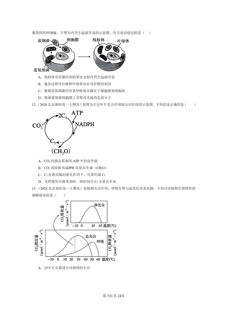 [生物]2024北京重点校高一上学期期末生物真题分类汇编：光合作用与能量转化(单选题)03