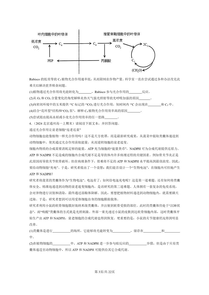 [生物]2024北京重点校高一上学期期末生物真题分类汇编：光合作用与能量转化(非选择题)03