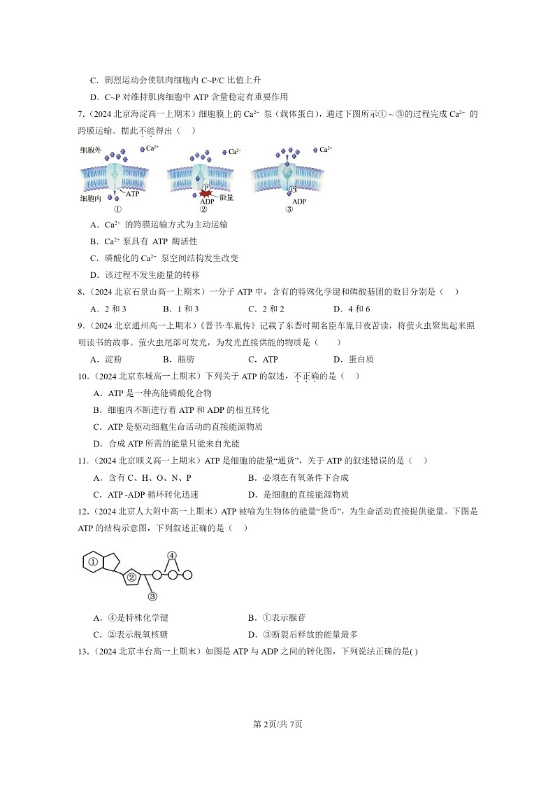 [生物]2024北京重点校高一上学期期末生物真题分类汇编：细胞的能量“货币”ATP第2页