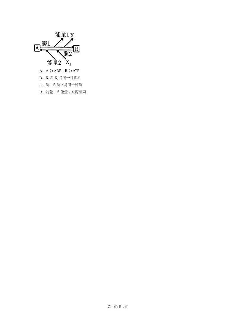[生物]2024北京重点校高一上学期期末生物真题分类汇编：细胞的能量“货币”ATP第3页
