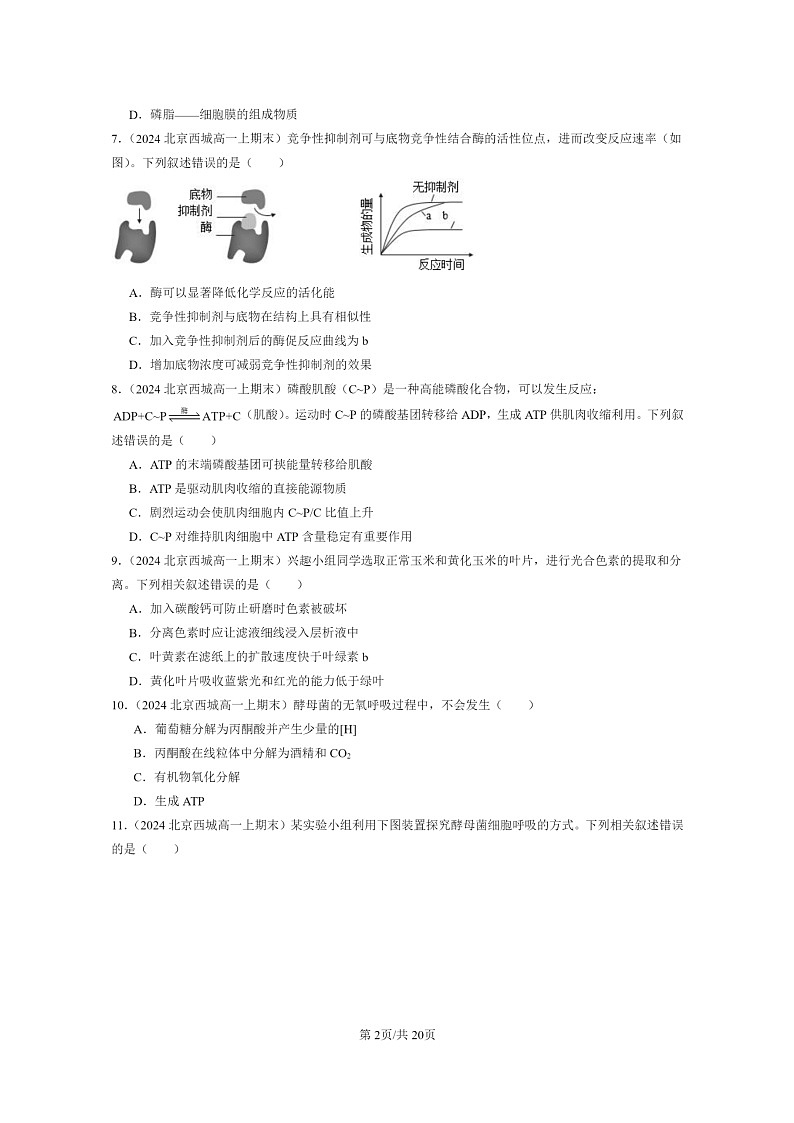 [生物]2024北京重点校高一上学期期末生物真题分类汇编：细胞的能量供应和利用章节综合(单选题)202
