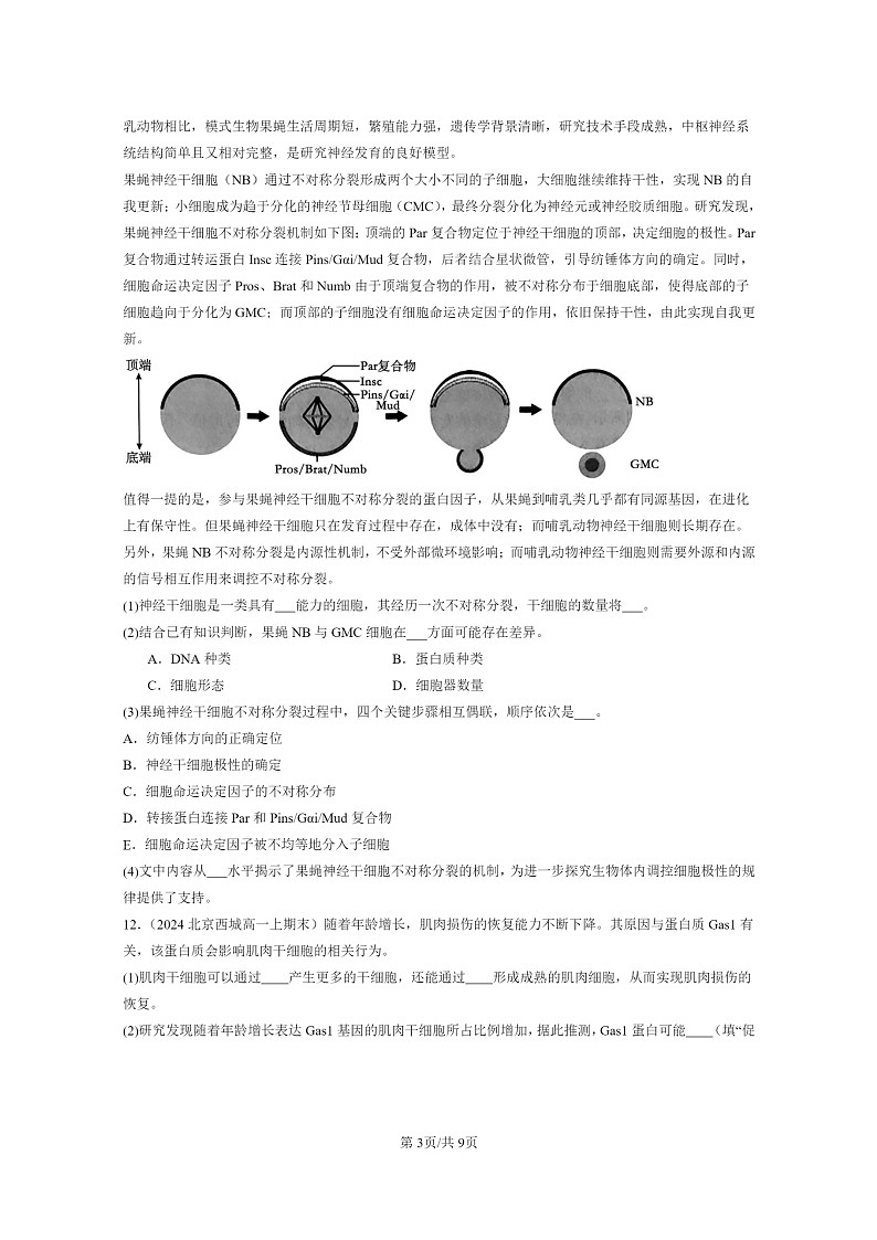 [生物]2024北京高一上学期期末生物真题分类汇编：细胞的分化03