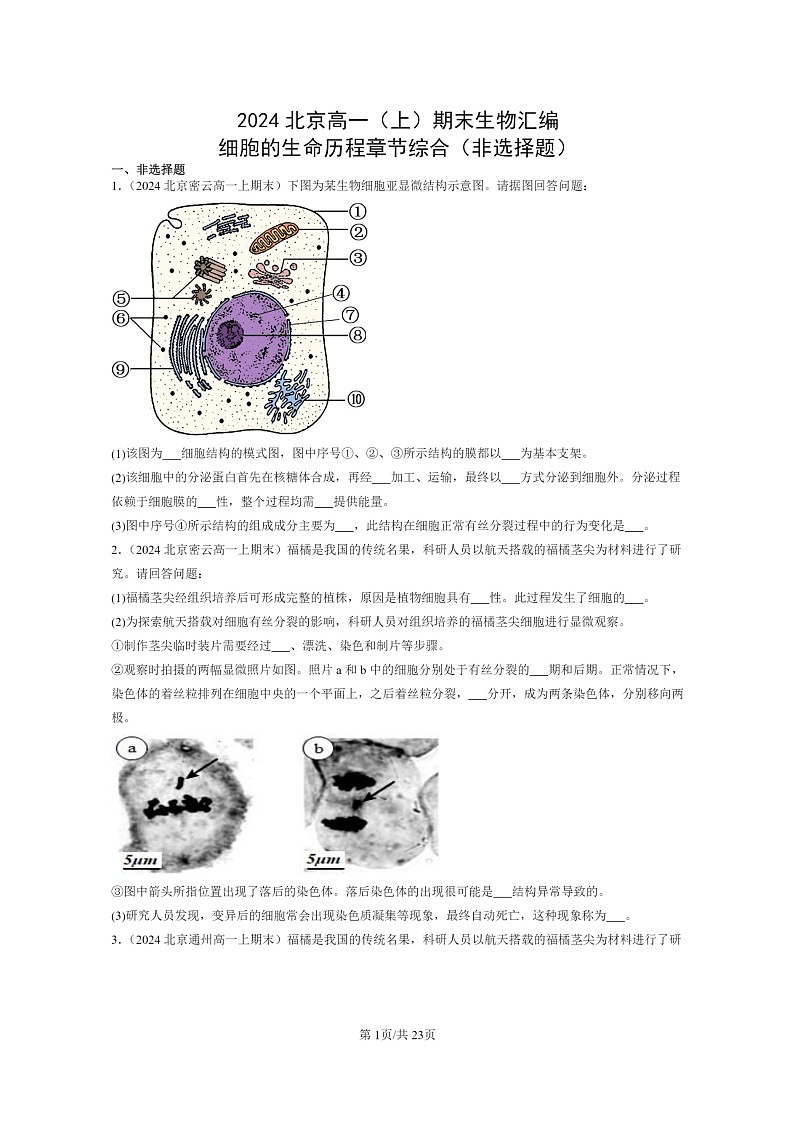 [生物]2024北京高一上学期期末生物真题分类汇编：细胞的生命历程章节综合(非选择题)01