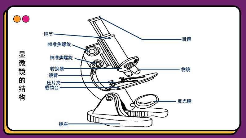 1.2细胞的多样性和统一性 课件-2024-2025学年高一上学期生物人教版（2019）必修1第5页