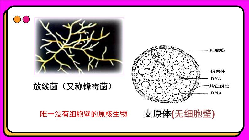 1.2细胞的多样性和统一性 课件2024-2025学年高一上学期生物人教版（2019）必修1第2页