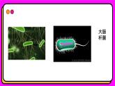 1.2细胞的多样性和统一性 课件2024-2025学年高一上学期生物人教版（2019）必修1