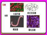 1.2细胞的多样性和统一性 课件2024-2025学年高一上学期生物人教版（2019）必修1