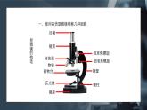 1.2细胞的多样性和统一性课件-2024-2025学年高一上学期生物人教版（2019）必修1