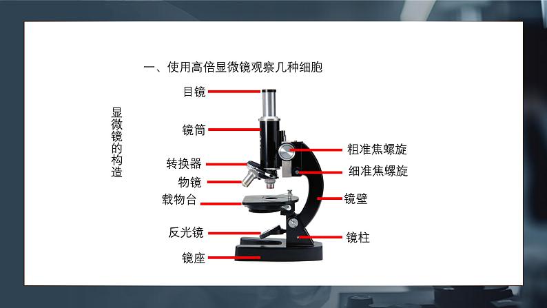 1.2细胞的多样性和统一性课件-2024-2025学年高一上学期生物人教版（2019）必修1第5页