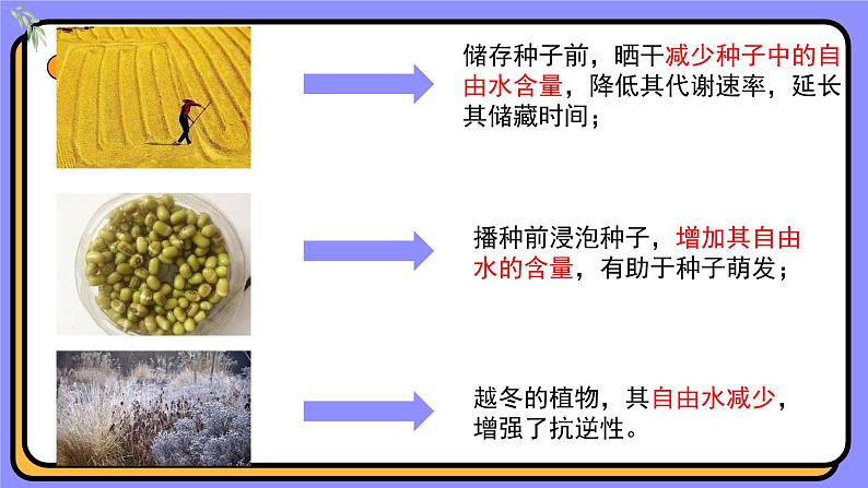 2.2细胞中的无机物课件-2024-2025学年 高一上生物人教版（2019）必修1第8页