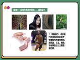 2.4蛋白质是生命活动的主要承担者 课件 高一上学期 人教版（2019）高中生物必修1