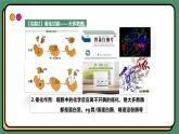 2.4蛋白质是生命活动的主要承担者 课件 高一上学期 人教版（2019）高中生物必修1